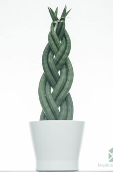 Sansevieria maroojin