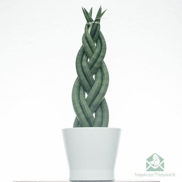 Torsione della Sansevieria