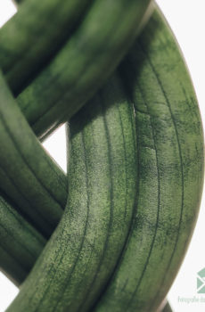 Sansevieria Twist