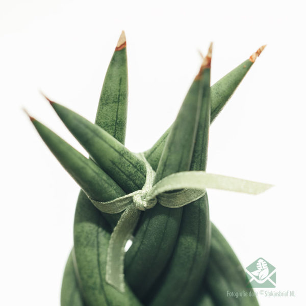 Torsione della Sansevieria