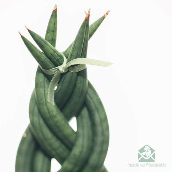 Torsione della Sansevieria