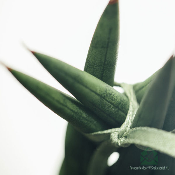 Torsion de Sansevieria