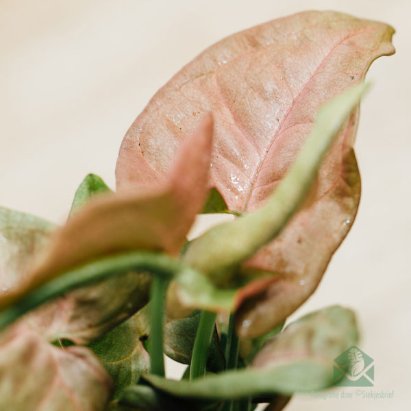 Syngonium neon robusta