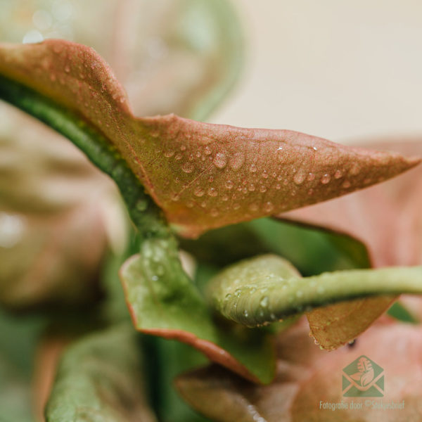 Syngonium Neon Robusta