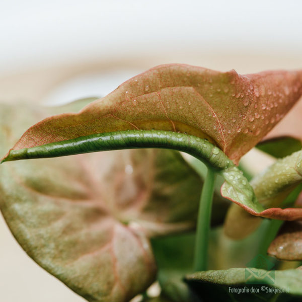 Syngonium 霓虹羅布斯塔