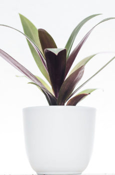 Kaufen und pflegen Sie Tradescantia spathacea Purple Passion