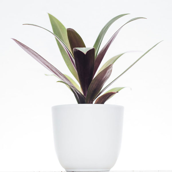 Kaufen und pflegen Sie Tradescantia spathacea Purple Passion