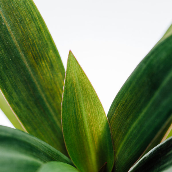 Nakupujte a starajte sa o Tradescantia spathacea purple passion