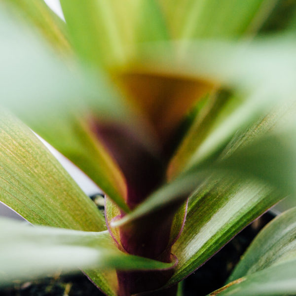 Køb og pleje Tradescantia spathacea lilla passion