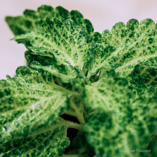 vásárolni és gondoskodni a coleus folyó sétájáról