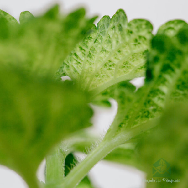 meuli jeung miara coleus walungan walk