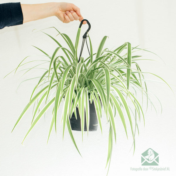 잔디 백합 chlorophytum comosum 대형 매달린 식물