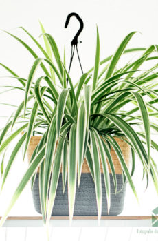 Graslelie chlorophytum comosum grote hangplant
