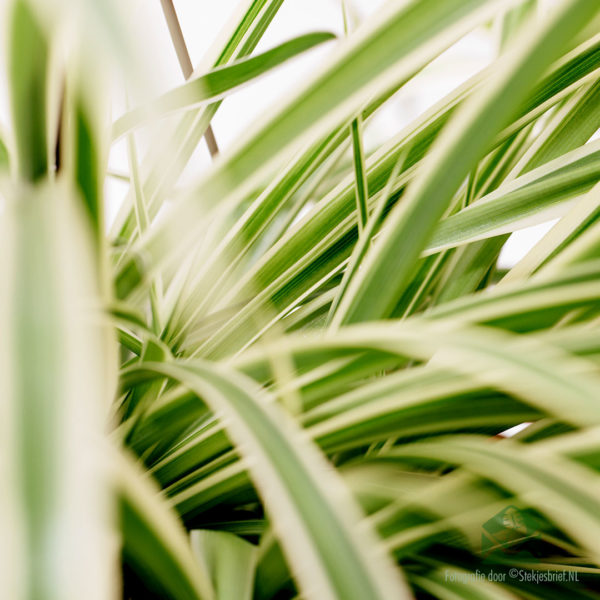 Grass lily chlorophytum comosum grande plante suspendue