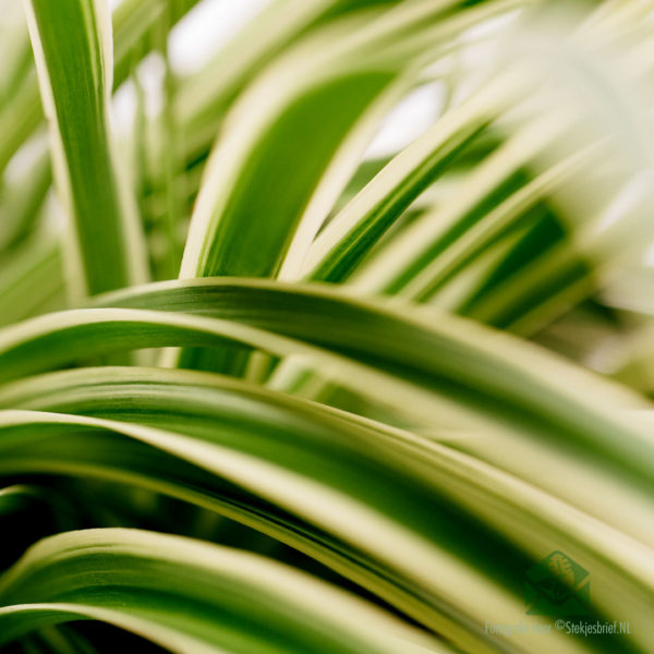 Grass lily chlorophytum comosum grande plante suspendue