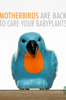 Motherbird blauw bloempot plantenpot sierpot 6 cm