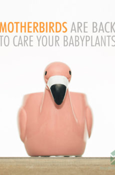 Motherbird pink bloempot plantenpot sierpot 6 cm