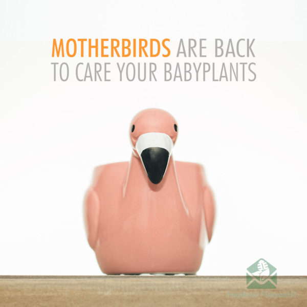 Motherbird pink bloempot plantenpot sierpot 6 cm