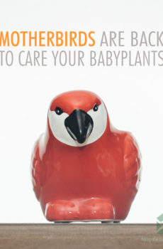 Motherbird rood plantenpot bloempot 6 cm