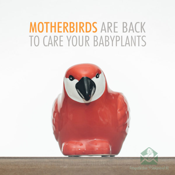 Motherbird reade plant pot blommen pot 6 cm