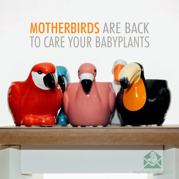 Motherbirds sierpotten bloempotten plantenpotten setje van 5stks