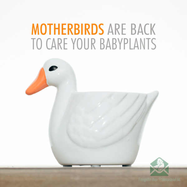 Motherbirds sierpotten bloempotten plantenpotten setje van 5stks