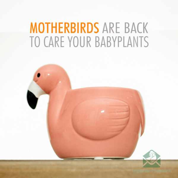 Motherbirds sierpotten bloempotten plantenpotten setje van 5stks