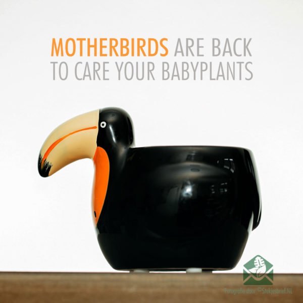 Motherbirds skrautpottar blómapottar plöntupottar sett með 5 stk