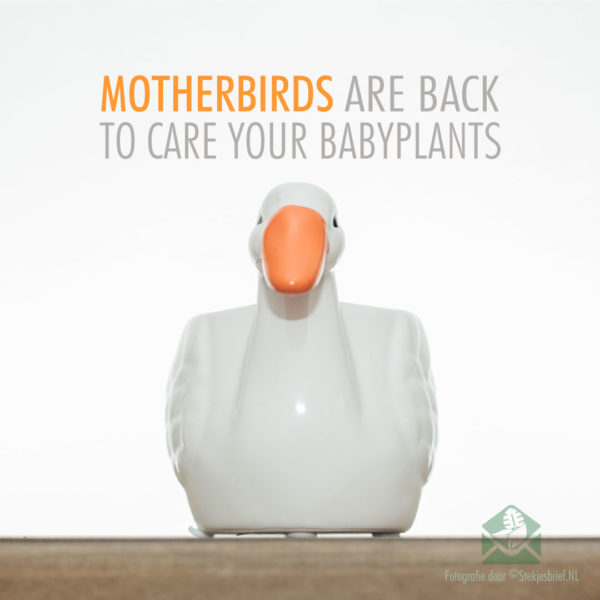 Motherbird wit plantenpot bloempot 6 cm