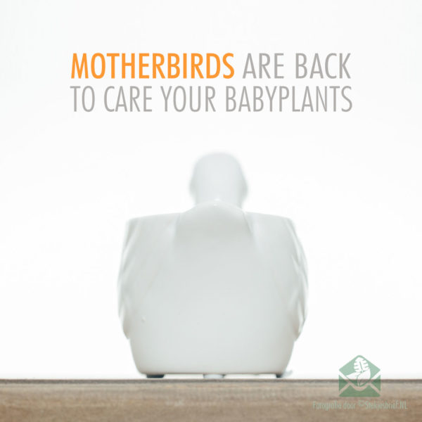 Motherbird wit plantenpot bloempot 6 cm