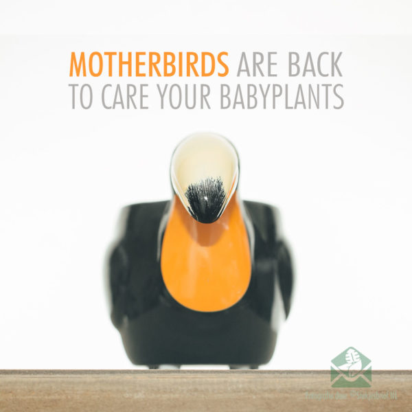 Motherbird zwart bloempot plantenpot sierpot 6 cm