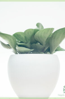 Buy Peperomia Obtusifolia Green