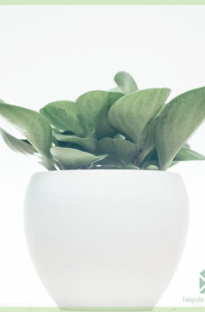 Koupit Peperomia Obtusifolia Green