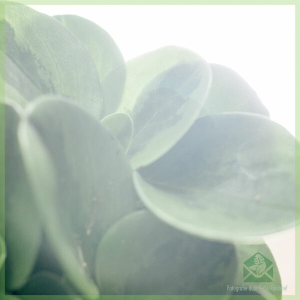 Mua Peperomia Obtusifolia Green