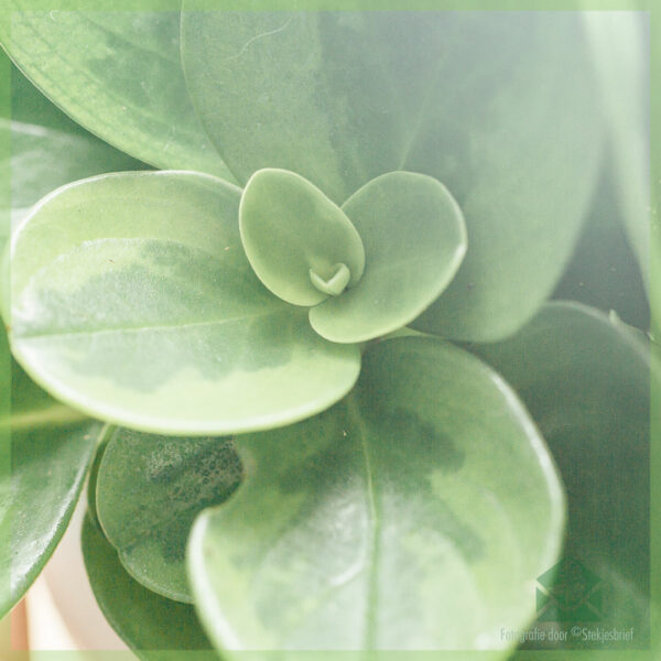 Tuku Peperomia Obtusifolia Green