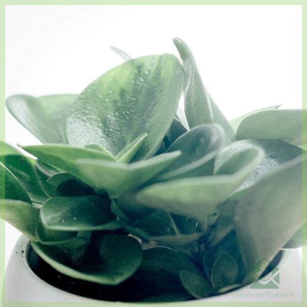 اشتر Peperomia Obtusifolia Green