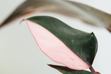 Philodendron pink princess kopen