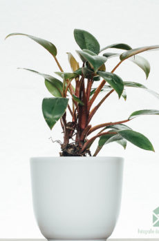 Philodendron Red Congo Petite bikirin