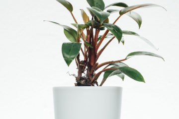Philodendron Red Congo Petite kopen