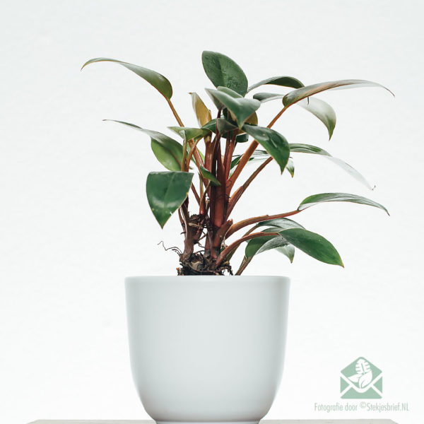 Kafen Philodendron Red Congo Petite