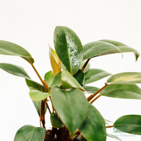 Philodendron Red Congo Petite kopen