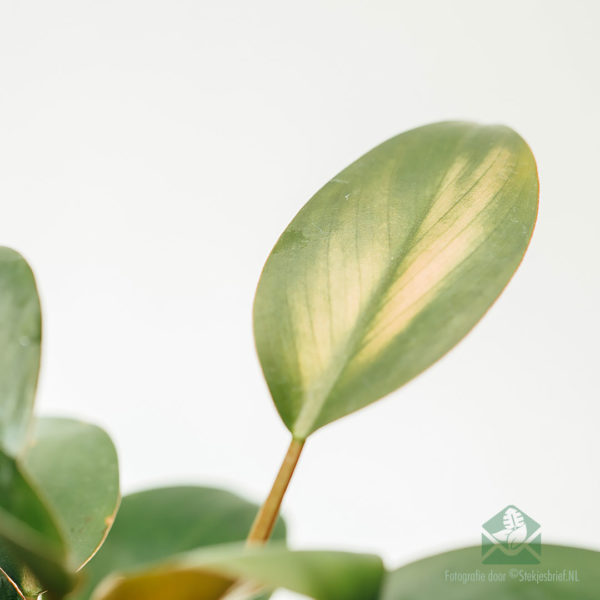 Philodendron Red Congo Petite kopen
