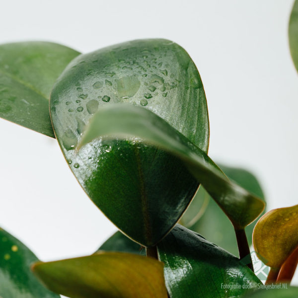 Ceannaich Philodendron Red Congo Petite