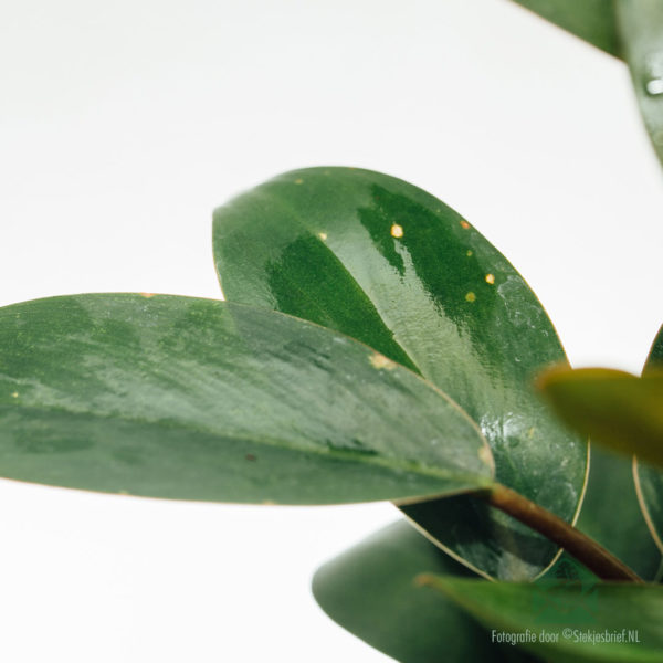 Fa'atau Philodendron Red Congo Petite