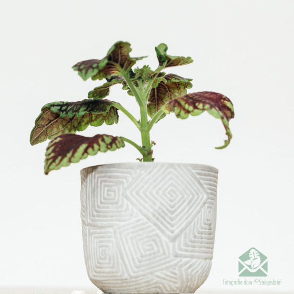 Купить Coleus MS Alligator Alley