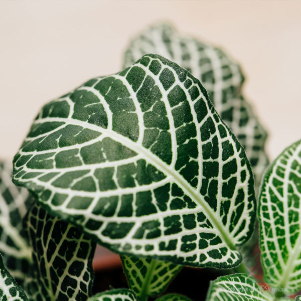 Kúpiť Fittonia Big Green white snow (mosaic plant)