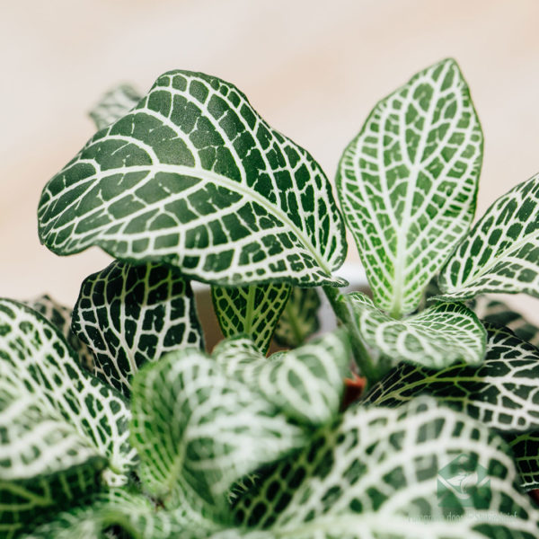 Koupit Fittonia Big Green white snow (Mosaic plant)