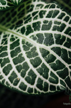 Fa'atau Fittonia Big Green paepae kiona (Mosaic plant)