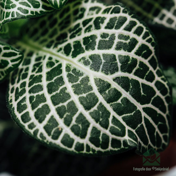 Kúpiť Fittonia Big Green white snow (mosaic plant)