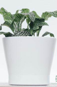 Fittonia Big Green white snow (Mozaïekplantje) kopen